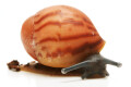 Archachatina marginata grevillei Cameroon striped juvenil
